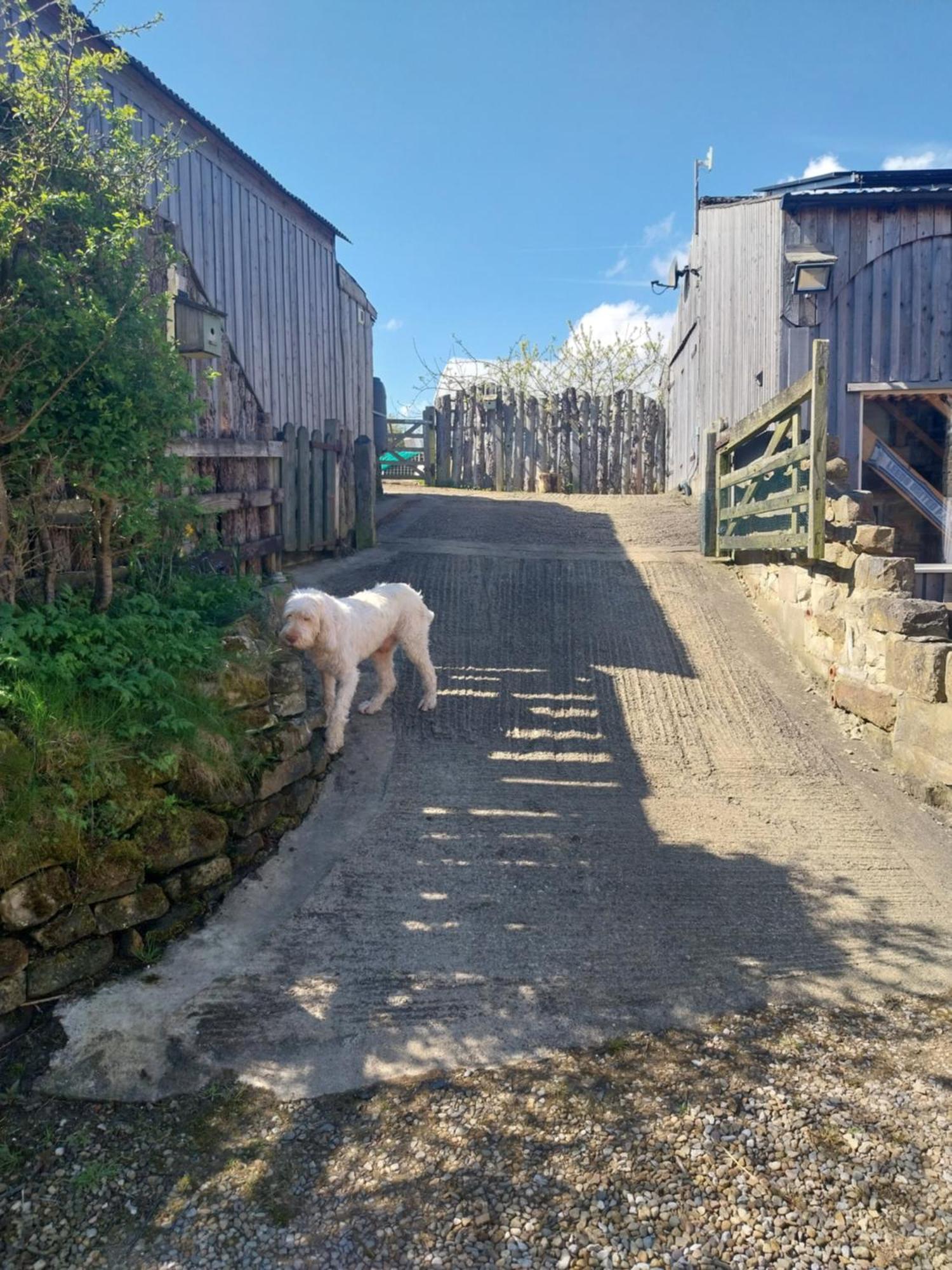 Meadowbeck - Shepherd Huts Fylingdales Экстерьер фото